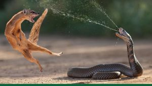 বিশ্বের সবচেয়ে বিষাক্ত সাপ